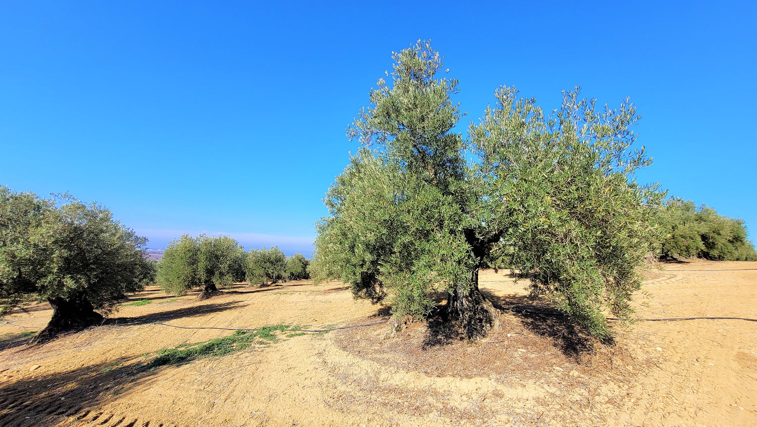 natives olivenöl extra bio Onkel Carlos Spanien grünes öl frühe Ernte, instensiv und frichtig im Geschmack. Premium oliven öl kalt extraktion, traditional. Gutes oliven oel. gute Qualität